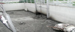 Primary Sludge before it enters the biotower at the O’Fallon Wastewater Treatment Plant (Photo by T. Baker)