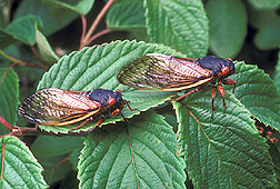 It's time for these guys to come out again, but why are they only found in certain places? Credit: US Department of Agriculture.
