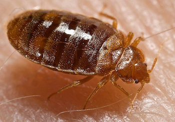 Across the US, bed bugs, such as this one, are back in force. What can you do? Credit: CDC.
