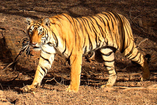 Bengal Tigers | SciJourner